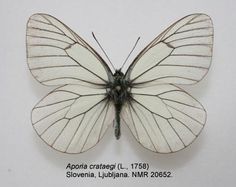 a white butterfly with black markings on it's wings and back wing, sitting in front of a white background