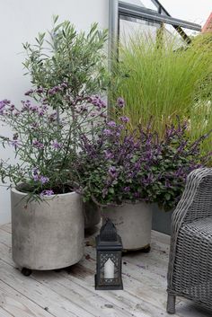 two potted plants sitting on top of a wooden floor