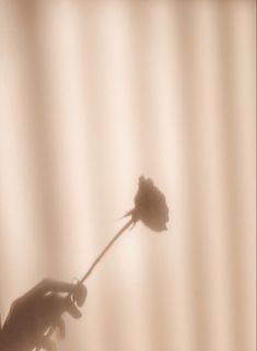 a person is holding a flower in their hand and the shadow on the wall behind them