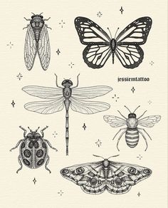 an image of different insects on a white background with the caption's description below