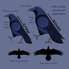 two blue birds sitting on top of each other with words below them that read crow