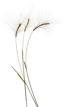 two tall dry grass stems against a white background