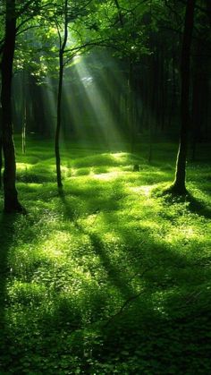 the sun shines through the trees and grass in this forest area with bright sunlight streaming through