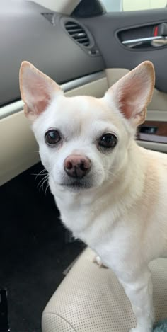 a small white dog sitting in the back seat of a car looking at the camera