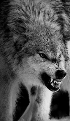 a wolf with its mouth open and it's teeth wide open in black and white