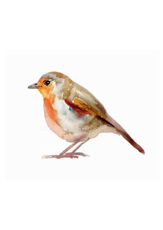 a watercolor painting of a bird on a white background