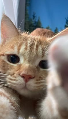 an orange and white cat looking at the camera with its paw on it's head