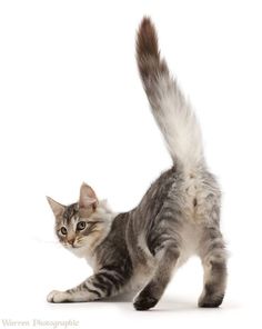 a gray and white cat standing on its hind legs