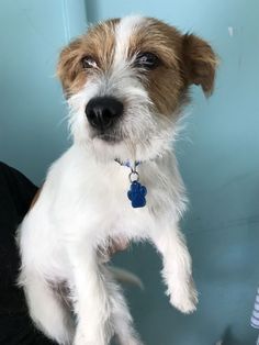 a small white and brown dog with a blue tag on it's collar looking at the camera