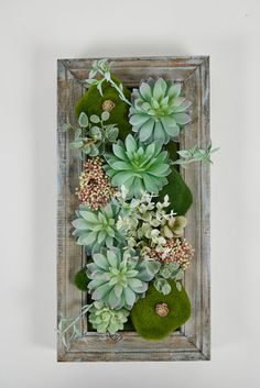 an arrangement of succulents and moss in a wooden frame on a wall