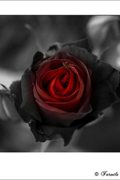 a black and white photo with a red rose