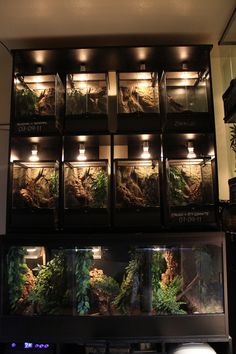 an aquarium filled with lots of plants and rocks in front of a wall mounted light