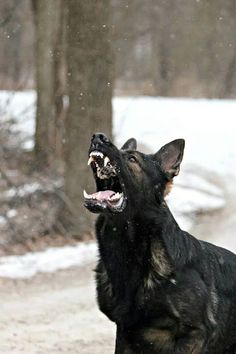 a black dog with it's mouth open in the snow