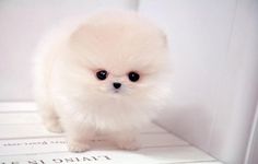 a small white dog standing on top of a table