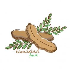 two tamari nuts with leaves and the word tamari fruit written below it on a white background