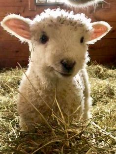 a baby lamb standing in the hay looking at the camera