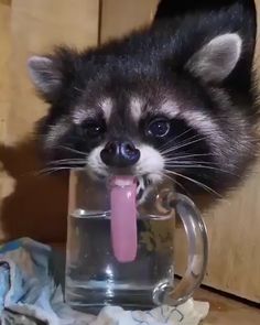 a raccoon sticking its tongue out in a glass cup with a pink handle