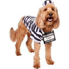 a dog dressed up in a jail cell outfit with a sign on it's chest