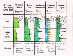 a diagram showing the different types of cactuses and their names in each column,