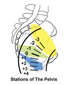 a drawing of the location of the pelvis