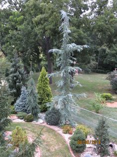 trees and shrubs are in the yard next to a fence