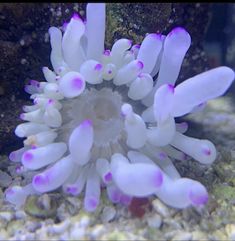 an underwater photo of some white and purple corals