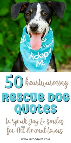 a black and white dog wearing a blue bandana with the words, 50 heatlaming rescue dog quotes to spark joy & smiles for all animal lovers