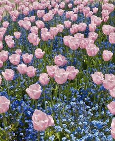 many pink and blue flowers in a field