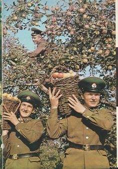 two men in uniforms holding baskets over their heads while standing next to an apple tree