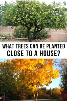 an orange tree with the words what trees can be planted close to a house?