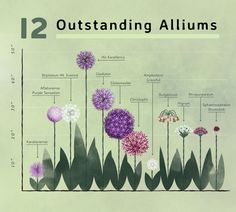 an illustrated diagram of the life cycle of flowers and their corresponding parts are labeled below