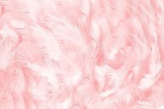 an abstract pink background with lots of feathers