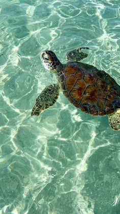 a turtle swimming in the clear blue water