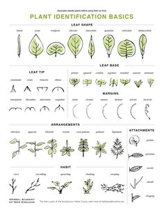 the plant identification basics for different types of plants and their leaves are shown in this diagram