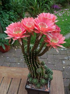 a cactus with pink flowers in a pot on a wooden table next to some plants