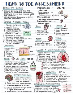 a hand drawn diagram with the words head to toe and an image of what is inside it