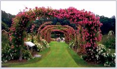 a garden with pink flowers and people walking down the path in front of it that says, when they are grown lately they will open produce more blooms than those that grow vertically