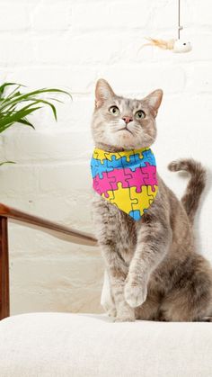 a cat sitting on top of a chair wearing a bandana