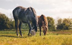 two horses grazing on grass in a field