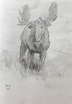 a drawing of a moose standing in the grass