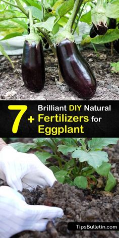 an eggplant plant with the title 7 brilliant diy natural fertilizers for eggplant