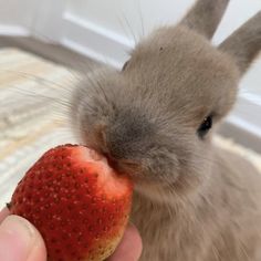 a small rabbit is eating a strawberry