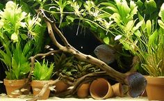 an aquarium filled with plants and fish