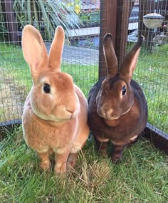 two rabbits sitting next to each other in a fenced in area with green grass