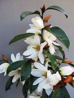 white flowers with green leaves in a vase