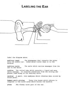 the diagram shows an ear that is connected to another part of the head and neck