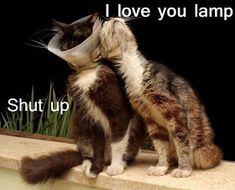 two cats playing with each other in front of a sign that says i love you later