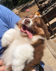 a person holding a dog with its mouth open