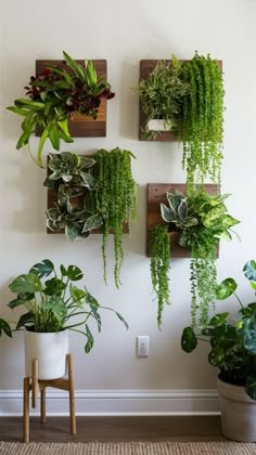 some plants are hanging on the wall