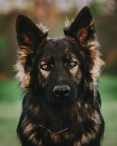 a black and brown dog with blue eyes looking at the camera while standing on grass